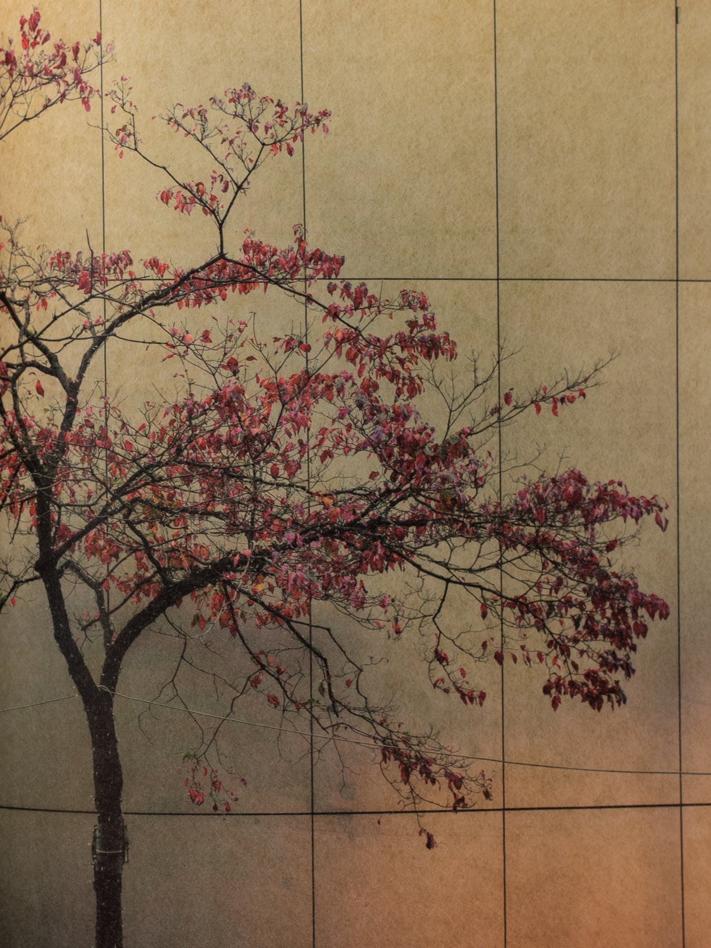 Albarran Cabrera: On Listening to Trees