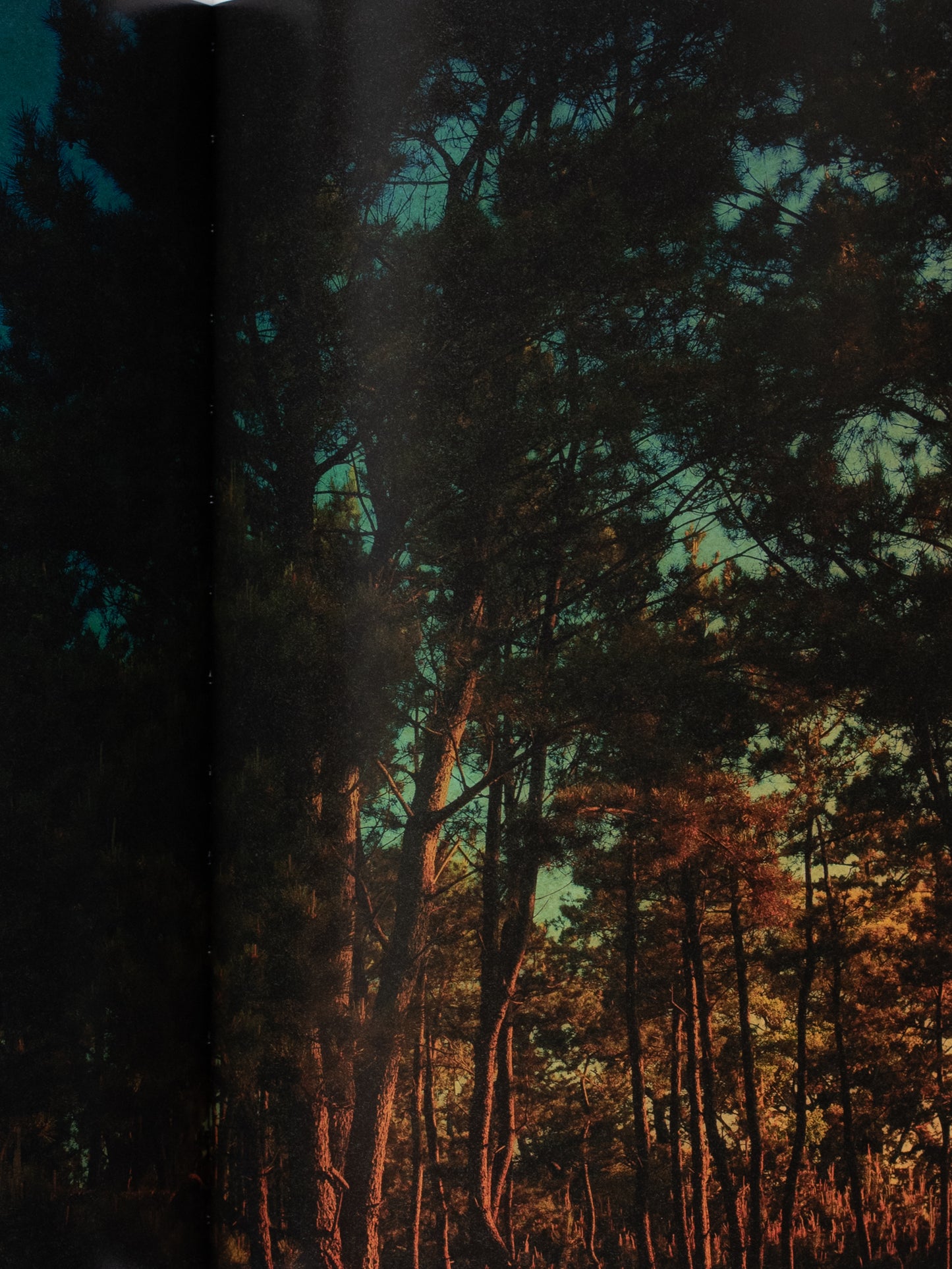 Albarran Cabrera: On Listening to Trees