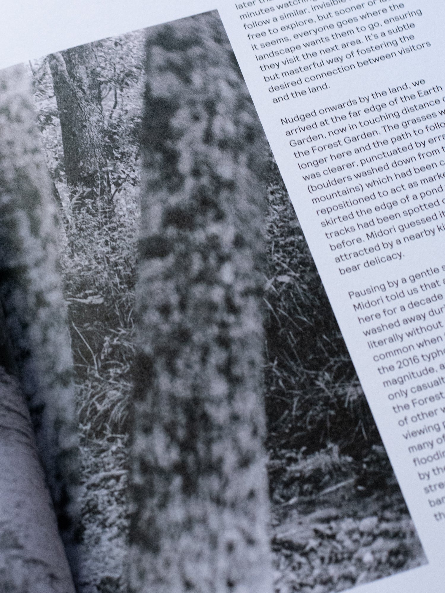 Niwaki Field Report No. 1