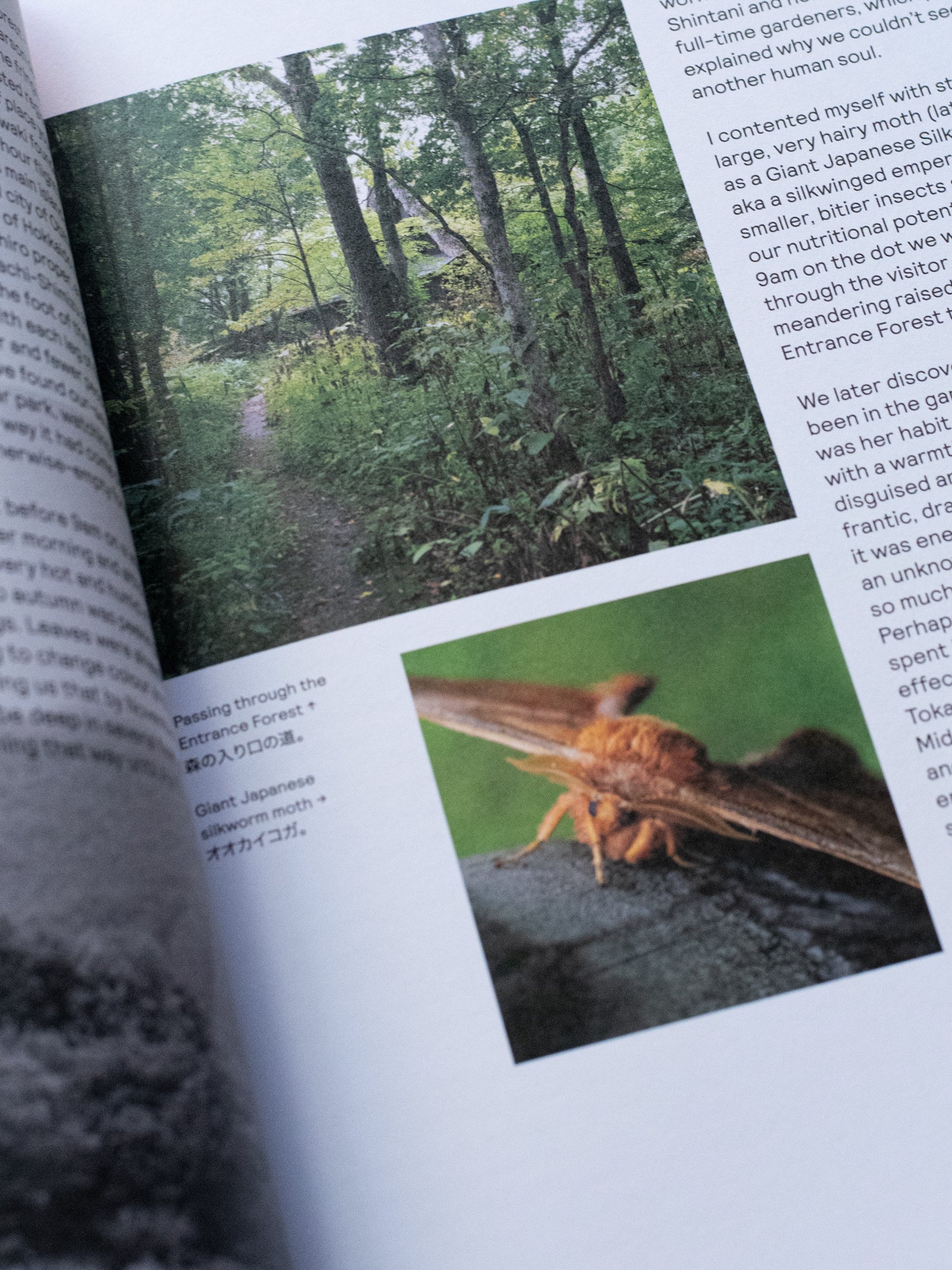 Niwaki Field Report No. 1