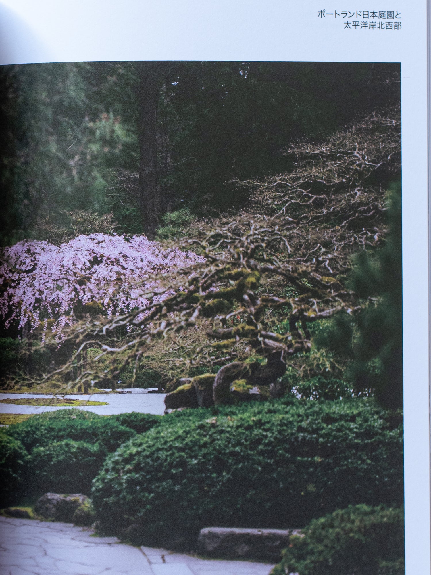 Niwaki Field Report No. 2