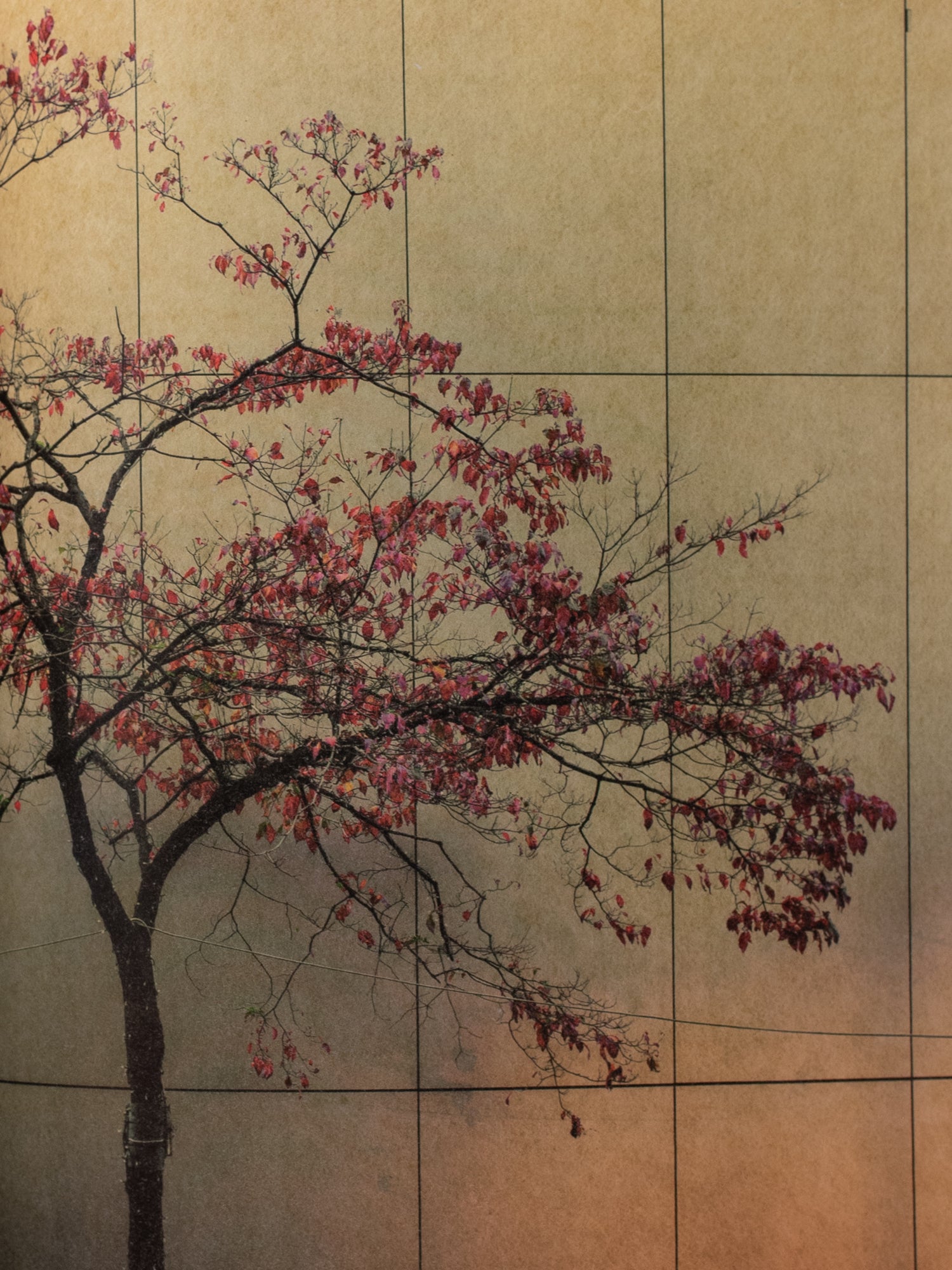Albarran Cabrera: On Listening to Trees