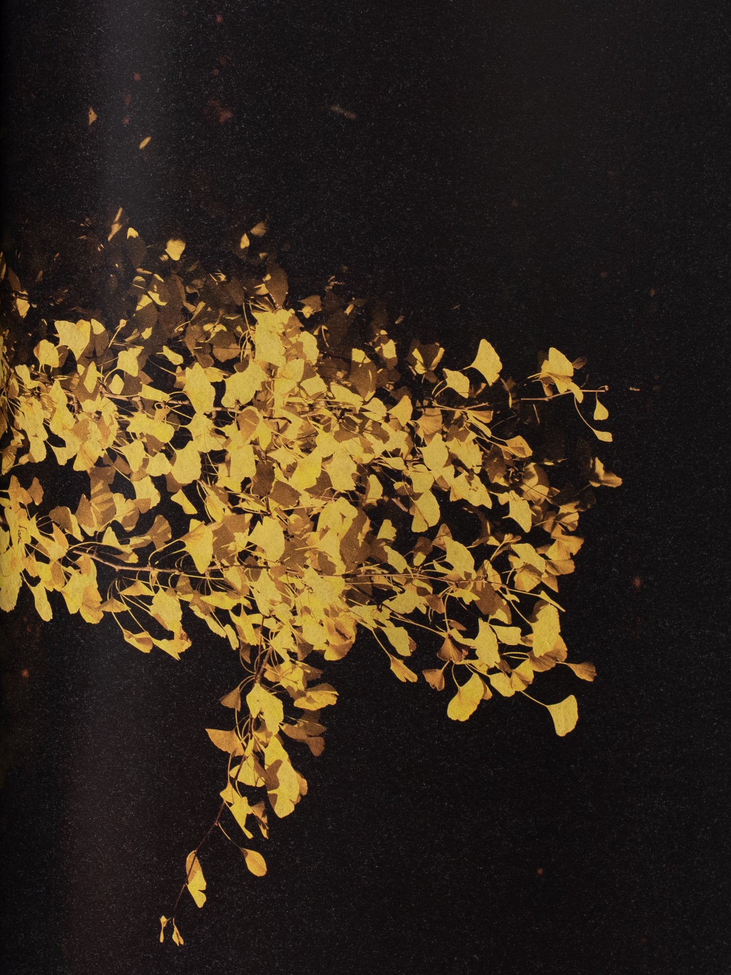 Albarran Cabrera: On Listening to Trees