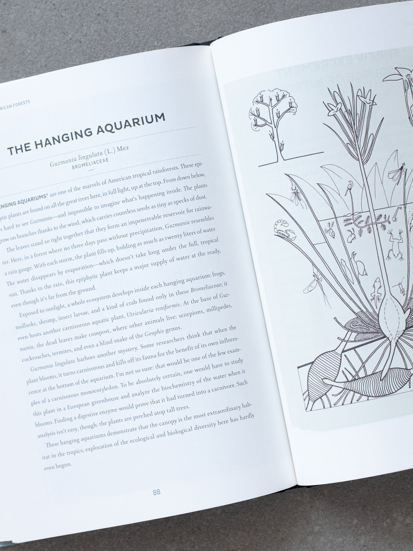Atlas of Poetic Botany